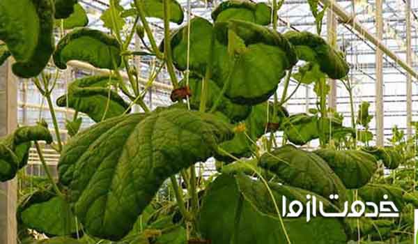 جمع شدن برگ گیاهان